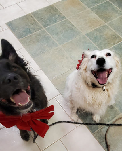 Oberyn & Arwen, Therapy Dogs - Garden Ridge Physical Therapy & Wellness